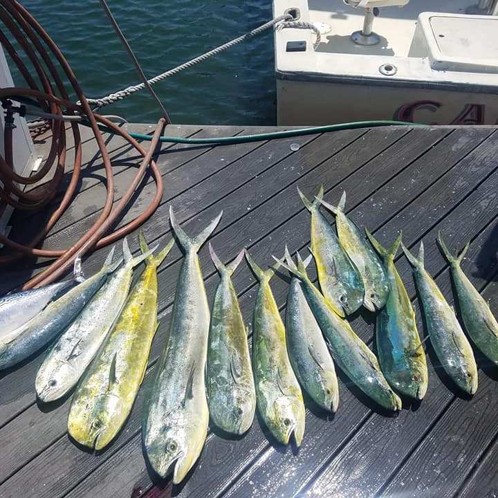 a group of fish on a boat