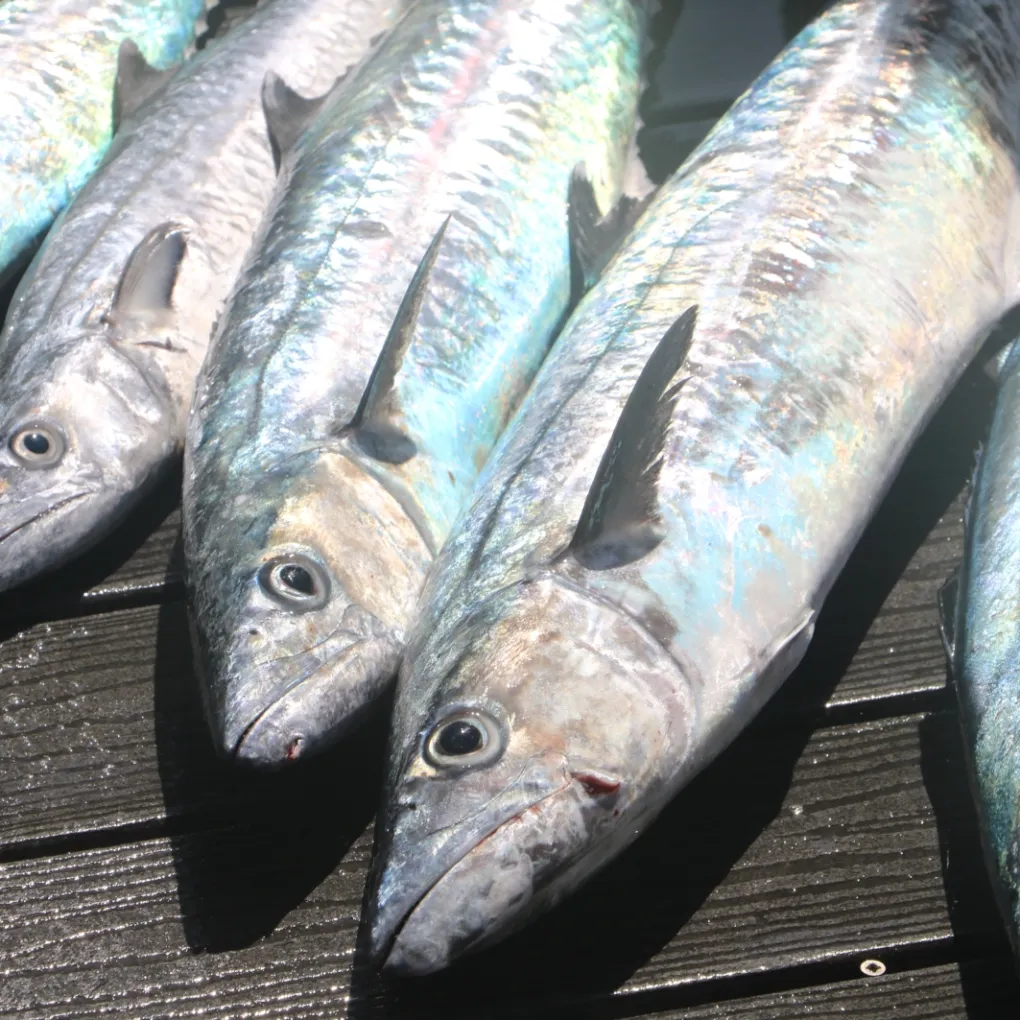 a group of fish in the water